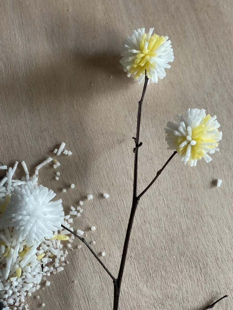 Fleur de Kadam sur branche tenue en l'air montrant le contraste naturel entre la mousse et le bois